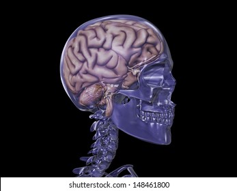 Transparent Skull Brain Stock Illustration 148461800 | Shutterstock