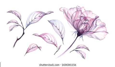 Transparent watercolor rose flower. Floral collection with flower and leaves. Hand painted set spring decorative design elements isolated on white for banners and wedding invitations