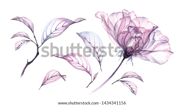 Transparent watercolor rose flower. Floral collection with flower and leaves. Hand painted set spring decorative design elements isolated on white for wall mural.