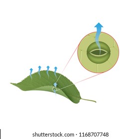 Transpiration Of Plant