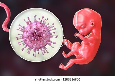 Transplacental Transmission Of Cytomegalovirus CMV To Human Embryo, 3D Illustration