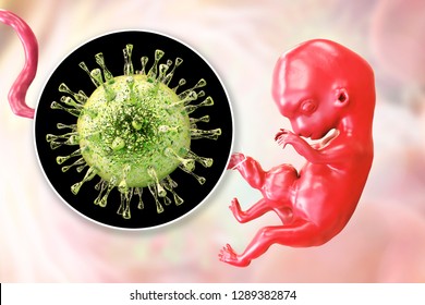 Transplacental Transmission Of Cytomegalovirus CMV To Human Embryo, 3D Illustration