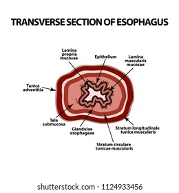 Transverse Section Of The Esophagus. Infographics. Illustration On Isolated Background