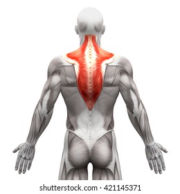 Trapezius - Anatomy Muscles isolated on white - 3D illustration