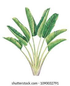 Traveler's Palm illustration, Hand drawn watercolor painting on white background.High resolution.Clipping path included. 