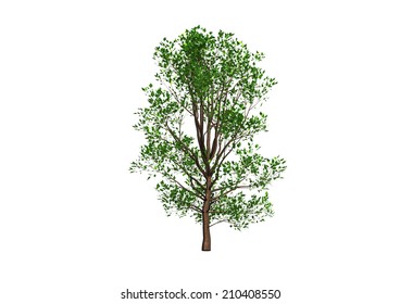 tree