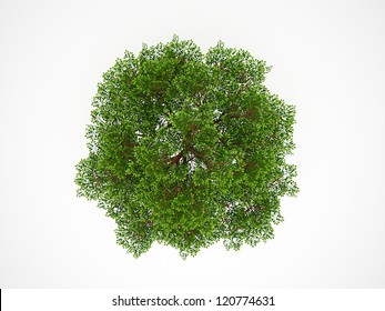 Tree From Above Isolated On White Background
