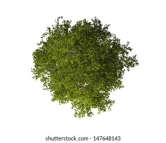 Tree From Above Isolated On White Background 