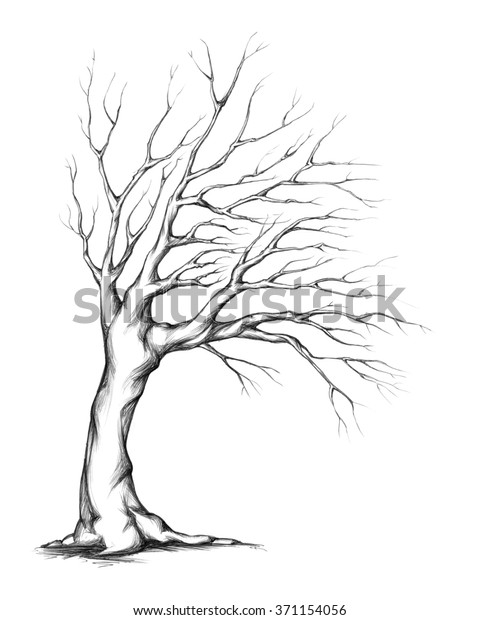 Tree Asymmetric Crown Stock Illustration 371154056 | Shutterstock