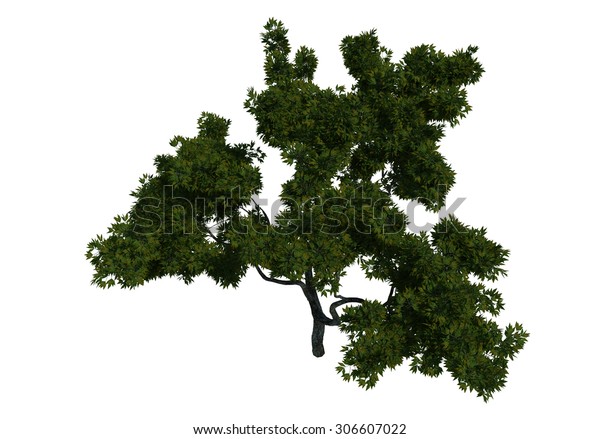 Tree Bird Eye View Isolated Collection Stock Illustration 306607022