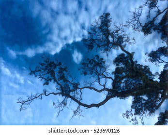 Tree branch on sky background. Whimsical silhouette of tree branch with leaves. Tree on sky background. Abstract black branch on blue sky. Sky with tree silhouette digital illustration for poster