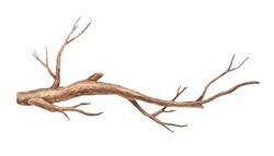Tree Branch Without Leaves. Watercolor Illustration. Brown Dry Straight Twig. Isolated On A White Background. For Rustic Print Design, Eco Friendly Packaging, Vintage Stickers.