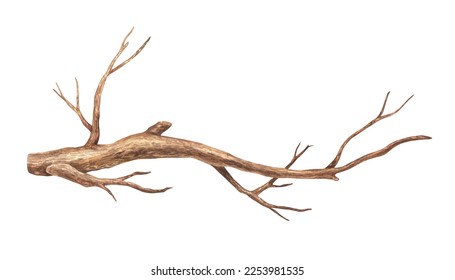 Tree branch without leaves. Watercolor illustration. Brown dry straight twig. Isolated on a white background. For rustic print design, eco friendly packaging, vintage stickers.