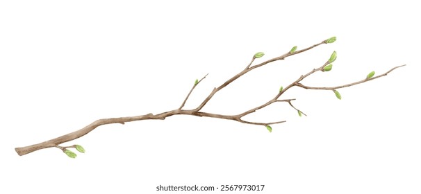 Tree branches with green spring buds. Watercolor digital illustration. Young tree twigs isolated on white background. Twigs for postcards, greetings and Easter.