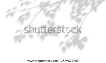 Tree branches grey shadow sunlight shade isolate white backgrounds