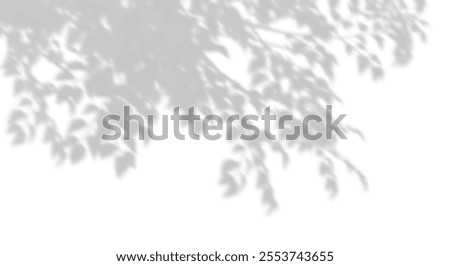 Tree branches shadow sunshade on white backgrounds 3d rendering