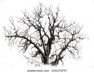 Tree Branches In The Winter, Graphic Work Of A Black Pen