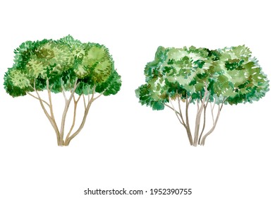 Tree Bush Green Watercolor Clipart White Background