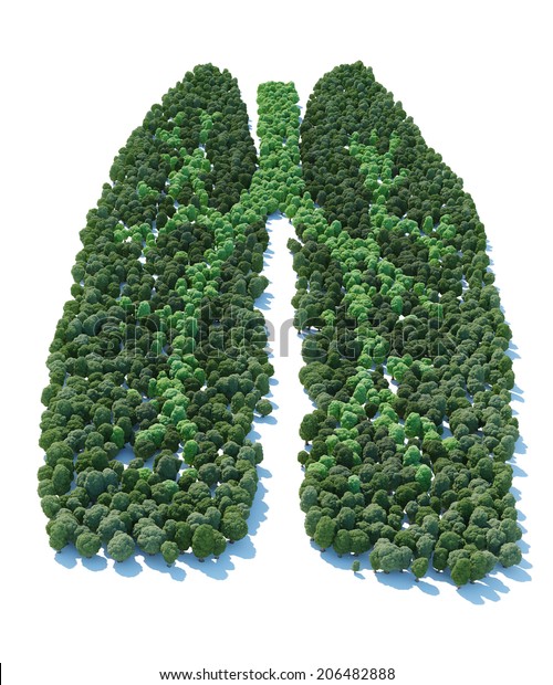 Tree Form Human Lung Stock Illustration 206482888