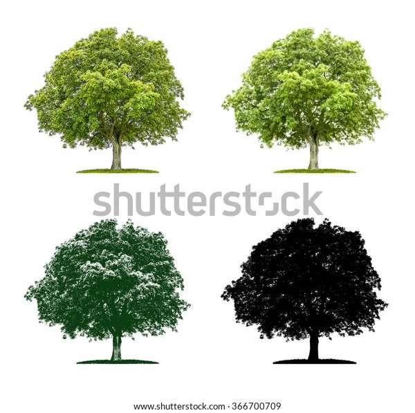Tree in four different illustration techniques -\
Walnut tree