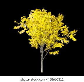 Tree Isolated on Black background, 3D Illustration.