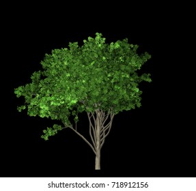 Tree Isolated on Black background, 3D Illustration.