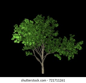 Trees On Black Background Hd Stock Images Shutterstock