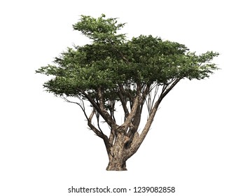 194 Tree od life Images, Stock Photos & Vectors | Shutterstock