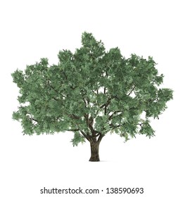 Tree isolated. Salix fragilis.