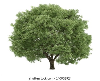 Tree isolated. Salix fragilis