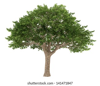 Tree Isolated. Schinus Terebinthifolius