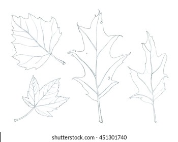Tree leaves  