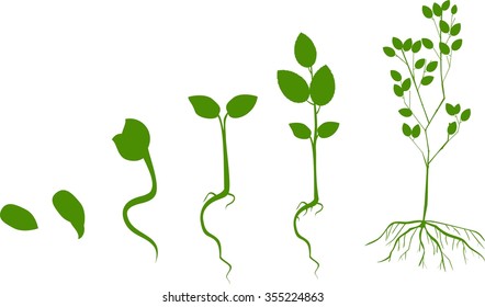 Tree Life Cycle Stock Vector (Royalty Free) 354250307