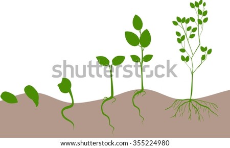 Tree life cycle