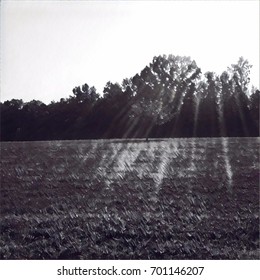 Tree Lined Open Field In Standard Black And White