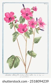 Tree Mallow (ca. 1772 –1793) by Giorgio Bonelli. Pink flowers watercolor painting, Lavatera trimestris (Annual Mallow) botanical illustration by Giorgio Bonelli