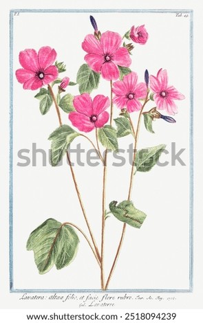 Tree Mallow (ca. 1772 –1793) by Giorgio Bonelli. Pink flowers watercolor painting, Lavatera trimestris (Annual Mallow) botanical illustration by Giorgio Bonelli
