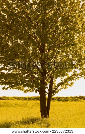 Similar – Foto Bild Ruheplatz Natur Pflanze