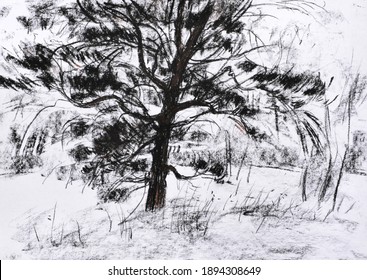 A Tree In A Meadow.Charcoal Graphics.The Texture Of Drawing With Charcoal.