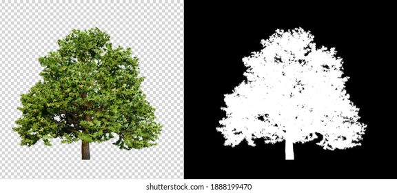 tree on transparent background picture with clipping path, 3d illustration rendering