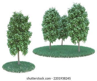 Tree on white background, 3D illustration, 3D rendering