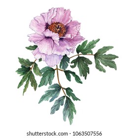 Tree peony branch. Watercolor illustration of pink peony with leaves and flowers on white background. Fresh blooming peony. 