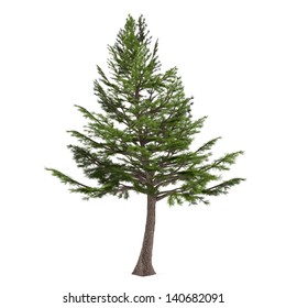 Tree Pine Isolated. Cedrus Libani