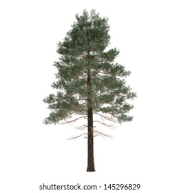 Tall Pine Tree Images, Stock Photos & Vectors | Shutterstock
