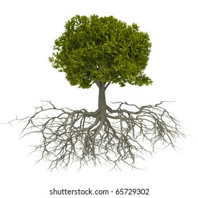 Tree with root isolated over white - this is a 3d render illustration