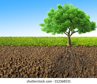 Tree With Roots 3D Rendering 