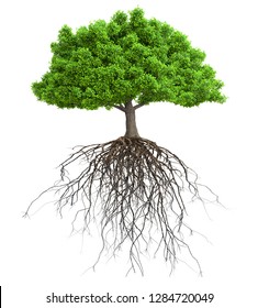 Tree With Roots Isolated 3D Illustration