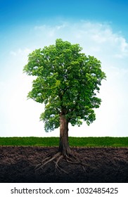 Tree with roots isolated on white background. 3d illustration