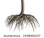 Tree Roots on white background isolate object. 3D rendering.