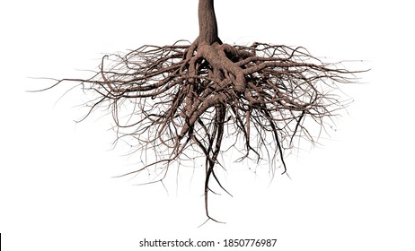 tree roots on white background (3d rendering)